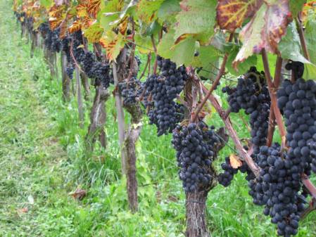 Pinot Noir in Weiningen vor der Ernte